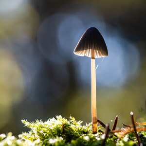 Pilz Portrait